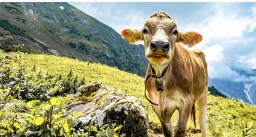 Ferienwohnung Weber Alpenglueck Lechbruck Esterno foto